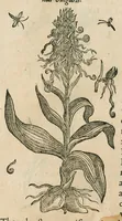 An illustration from Historia generalis plantarum : in libros XVIII per certas classes artificiose digesta, Haec plusquam mille imaginibus plantarum locupletior superioribus, omnes propemodum quae ab antiquis scriptoribus, Graecis, Latinis, Arabibus, nominantur: necnon eas quae in orientis atque Occidentis partibus, ante seculum nostrum incognitis, repertae fuerunt, tibi exhibet ; habes etiam earundem plantarum peculiaria diversis nationibus nomina: habes amplas descriptiones, è quibus singularum genus, formam, ubi crescant et quo tempore vigeant, natiorum temperamentum, vires denique in Medicina proprias cognosces. (1586)