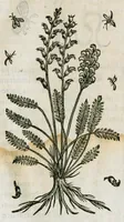 An illustration from Historia generalis plantarum : in libros XVIII per certas classes artificiose digesta, Haec plusquam mille imaginibus plantarum locupletior superioribus, omnes propemodum quae ab antiquis scriptoribus, Graecis, Latinis, Arabibus, nominantur: necnon eas quae in orientis atque Occidentis partibus, ante seculum nostrum incognitis, repertae fuerunt, tibi exhibet ; habes etiam earundem plantarum peculiaria diversis nationibus nomina: habes amplas descriptiones, è quibus singularum genus, formam, ubi crescant et quo tempore vigeant, natiorum temperamentum, vires denique in Medicina proprias cognosces. (1586)