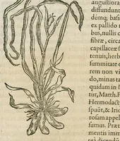 An illustration from Historia generalis plantarum : in libros XVIII per certas classes artificiose digesta, Haec plusquam mille imaginibus plantarum locupletior superioribus, omnes propemodum quae ab antiquis scriptoribus, Graecis, Latinis, Arabibus, nominantur: necnon eas quae in orientis atque Occidentis partibus, ante seculum nostrum incognitis, repertae fuerunt, tibi exhibet ; habes etiam earundem plantarum peculiaria diversis nationibus nomina: habes amplas descriptiones, è quibus singularum genus, formam, ubi crescant et quo tempore vigeant, natiorum temperamentum, vires denique in Medicina proprias cognosces. (1586)