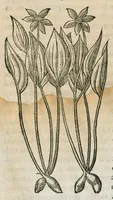 An illustration from Historia generalis plantarum : in libros XVIII per certas classes artificiose digesta, Haec plusquam mille imaginibus plantarum locupletior superioribus, omnes propemodum quae ab antiquis scriptoribus, Graecis, Latinis, Arabibus, nominantur: necnon eas quae in orientis atque Occidentis partibus, ante seculum nostrum incognitis, repertae fuerunt, tibi exhibet ; habes etiam earundem plantarum peculiaria diversis nationibus nomina: habes amplas descriptiones, è quibus singularum genus, formam, ubi crescant et quo tempore vigeant, natiorum temperamentum, vires denique in Medicina proprias cognosces. (1586)