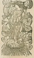 An illustration from Historia generalis plantarum : in libros XVIII per certas classes artificiose digesta, Haec plusquam mille imaginibus plantarum locupletior superioribus, omnes propemodum quae ab antiquis scriptoribus, Graecis, Latinis, Arabibus, nominantur: necnon eas quae in orientis atque Occidentis partibus, ante seculum nostrum incognitis, repertae fuerunt, tibi exhibet ; habes etiam earundem plantarum peculiaria diversis nationibus nomina: habes amplas descriptiones, è quibus singularum genus, formam, ubi crescant et quo tempore vigeant, natiorum temperamentum, vires denique in Medicina proprias cognosces. (1586)