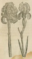 An illustration from Historia generalis plantarum : in libros XVIII per certas classes artificiose digesta, Haec plusquam mille imaginibus plantarum locupletior superioribus, omnes propemodum quae ab antiquis scriptoribus, Graecis, Latinis, Arabibus, nominantur: necnon eas quae in orientis atque Occidentis partibus, ante seculum nostrum incognitis, repertae fuerunt, tibi exhibet ; habes etiam earundem plantarum peculiaria diversis nationibus nomina: habes amplas descriptiones, è quibus singularum genus, formam, ubi crescant et quo tempore vigeant, natiorum temperamentum, vires denique in Medicina proprias cognosces. (1586)