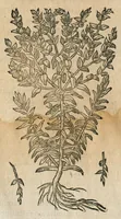 An illustration from Historia generalis plantarum : in libros XVIII per certas classes artificiose digesta, Haec plusquam mille imaginibus plantarum locupletior superioribus, omnes propemodum quae ab antiquis scriptoribus, Graecis, Latinis, Arabibus, nominantur: necnon eas quae in orientis atque Occidentis partibus, ante seculum nostrum incognitis, repertae fuerunt, tibi exhibet ; habes etiam earundem plantarum peculiaria diversis nationibus nomina: habes amplas descriptiones, è quibus singularum genus, formam, ubi crescant et quo tempore vigeant, natiorum temperamentum, vires denique in Medicina proprias cognosces. (1586)