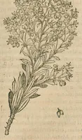 An illustration from Historia generalis plantarum : in libros XVIII per certas classes artificiose digesta, Haec plusquam mille imaginibus plantarum locupletior superioribus, omnes propemodum quae ab antiquis scriptoribus, Graecis, Latinis, Arabibus, nominantur: necnon eas quae in orientis atque Occidentis partibus, ante seculum nostrum incognitis, repertae fuerunt, tibi exhibet ; habes etiam earundem plantarum peculiaria diversis nationibus nomina: habes amplas descriptiones, è quibus singularum genus, formam, ubi crescant et quo tempore vigeant, natiorum temperamentum, vires denique in Medicina proprias cognosces. (1586)