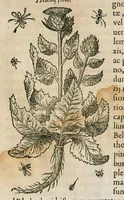 An illustration from Historia generalis plantarum : in libros XVIII per certas classes artificiose digesta, Haec plusquam mille imaginibus plantarum locupletior superioribus, omnes propemodum quae ab antiquis scriptoribus, Graecis, Latinis, Arabibus, nominantur: necnon eas quae in orientis atque Occidentis partibus, ante seculum nostrum incognitis, repertae fuerunt, tibi exhibet ; habes etiam earundem plantarum peculiaria diversis nationibus nomina: habes amplas descriptiones, è quibus singularum genus, formam, ubi crescant et quo tempore vigeant, natiorum temperamentum, vires denique in Medicina proprias cognosces. (1586)