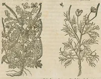An illustration from Historia generalis plantarum : in libros XVIII per certas classes artificiose digesta, Haec plusquam mille imaginibus plantarum locupletior superioribus, omnes propemodum quae ab antiquis scriptoribus, Graecis, Latinis, Arabibus, nominantur: necnon eas quae in orientis atque Occidentis partibus, ante seculum nostrum incognitis, repertae fuerunt, tibi exhibet ; habes etiam earundem plantarum peculiaria diversis nationibus nomina: habes amplas descriptiones, è quibus singularum genus, formam, ubi crescant et quo tempore vigeant, natiorum temperamentum, vires denique in Medicina proprias cognosces. (1586)