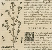 An illustration from Historia generalis plantarum : in libros XVIII per certas classes artificiose digesta, Haec plusquam mille imaginibus plantarum locupletior superioribus, omnes propemodum quae ab antiquis scriptoribus, Graecis, Latinis, Arabibus, nominantur: necnon eas quae in orientis atque Occidentis partibus, ante seculum nostrum incognitis, repertae fuerunt, tibi exhibet ; habes etiam earundem plantarum peculiaria diversis nationibus nomina: habes amplas descriptiones, è quibus singularum genus, formam, ubi crescant et quo tempore vigeant, natiorum temperamentum, vires denique in Medicina proprias cognosces. (1586)