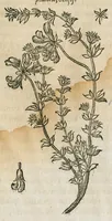 An illustration from Historia generalis plantarum : in libros XVIII per certas classes artificiose digesta, Haec plusquam mille imaginibus plantarum locupletior superioribus, omnes propemodum quae ab antiquis scriptoribus, Graecis, Latinis, Arabibus, nominantur: necnon eas quae in orientis atque Occidentis partibus, ante seculum nostrum incognitis, repertae fuerunt, tibi exhibet ; habes etiam earundem plantarum peculiaria diversis nationibus nomina: habes amplas descriptiones, è quibus singularum genus, formam, ubi crescant et quo tempore vigeant, natiorum temperamentum, vires denique in Medicina proprias cognosces. (1586)