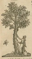 An illustration from Historia generalis plantarum : in libros XVIII per certas classes artificiose digesta, Haec plusquam mille imaginibus plantarum locupletior superioribus, omnes propemodum quae ab antiquis scriptoribus, Graecis, Latinis, Arabibus, nominantur: necnon eas quae in orientis atque Occidentis partibus, ante seculum nostrum incognitis, repertae fuerunt, tibi exhibet ; habes etiam earundem plantarum peculiaria diversis nationibus nomina: habes amplas descriptiones, è quibus singularum genus, formam, ubi crescant et quo tempore vigeant, natiorum temperamentum, vires denique in Medicina proprias cognosces. (1586)