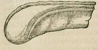 An illustration from Historia generalis plantarum : in libros XVIII per certas classes artificiose digesta, Haec plusquam mille imaginibus plantarum locupletior superioribus, omnes propemodum quae ab antiquis scriptoribus, Graecis, Latinis, Arabibus, nominantur: necnon eas quae in orientis atque Occidentis partibus, ante seculum nostrum incognitis, repertae fuerunt, tibi exhibet ; habes etiam earundem plantarum peculiaria diversis nationibus nomina: habes amplas descriptiones, è quibus singularum genus, formam, ubi crescant et quo tempore vigeant, natiorum temperamentum, vires denique in Medicina proprias cognosces. (1586)