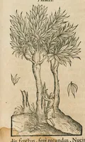 An illustration from Historia generalis plantarum : in libros XVIII per certas classes artificiose digesta, Haec plusquam mille imaginibus plantarum locupletior superioribus, omnes propemodum quae ab antiquis scriptoribus, Graecis, Latinis, Arabibus, nominantur: necnon eas quae in orientis atque Occidentis partibus, ante seculum nostrum incognitis, repertae fuerunt, tibi exhibet ; habes etiam earundem plantarum peculiaria diversis nationibus nomina: habes amplas descriptiones, è quibus singularum genus, formam, ubi crescant et quo tempore vigeant, natiorum temperamentum, vires denique in Medicina proprias cognosces. (1586)