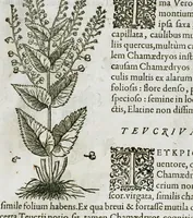 An illustration from Historia generalis plantarum : in libros XVIII per certas classes artificiose digesta, Haec plusquam mille imaginibus plantarum locupletior superioribus, omnes propemodum quae ab antiquis scriptoribus, Graecis, Latinis, Arabibus, nominantur: necnon eas quae in orientis atque Occidentis partibus, ante seculum nostrum incognitis, repertae fuerunt, tibi exhibet ; habes etiam earundem plantarum peculiaria diversis nationibus nomina: habes amplas descriptiones, è quibus singularum genus, formam, ubi crescant et quo tempore vigeant, natiorum temperamentum, vires denique in Medicina proprias cognosces. (1586)
