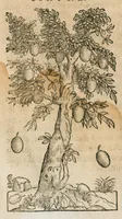 An illustration from Historia generalis plantarum : in libros XVIII per certas classes artificiose digesta, Haec plusquam mille imaginibus plantarum locupletior superioribus, omnes propemodum quae ab antiquis scriptoribus, Graecis, Latinis, Arabibus, nominantur: necnon eas quae in orientis atque Occidentis partibus, ante seculum nostrum incognitis, repertae fuerunt, tibi exhibet ; habes etiam earundem plantarum peculiaria diversis nationibus nomina: habes amplas descriptiones, è quibus singularum genus, formam, ubi crescant et quo tempore vigeant, natiorum temperamentum, vires denique in Medicina proprias cognosces. (1586)