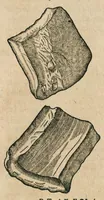 An illustration from Historia generalis plantarum : in libros XVIII per certas classes artificiose digesta, Haec plusquam mille imaginibus plantarum locupletior superioribus, omnes propemodum quae ab antiquis scriptoribus, Graecis, Latinis, Arabibus, nominantur: necnon eas quae in orientis atque Occidentis partibus, ante seculum nostrum incognitis, repertae fuerunt, tibi exhibet ; habes etiam earundem plantarum peculiaria diversis nationibus nomina: habes amplas descriptiones, è quibus singularum genus, formam, ubi crescant et quo tempore vigeant, natiorum temperamentum, vires denique in Medicina proprias cognosces. (1586)