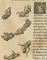 Picture 74 of 78 from Historia generalis plantarum : in libros XVIII per certas classes artificiose digesta, Haec plusquam mille imaginibus plantarum locupletior superioribus, omnes propemodum quae ab antiquis scriptoribus, Graecis, Latinis, Arabibus, nominantur: necnon eas quae in orientis atque Occidentis partibus, ante seculum nostrum incognitis, repertae fuerunt, tibi exhibet ; habes etiam earundem plantarum peculiaria diversis nationibus nomina: habes amplas descriptiones, è quibus singularum genus, formam, ubi crescant et quo tempore vigeant, natiorum temperamentum, vires denique in Medicina proprias cognosces. (1586), leaf 768