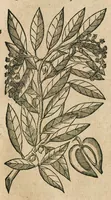 An illustration from Historia generalis plantarum : in libros XVIII per certas classes artificiose digesta, Haec plusquam mille imaginibus plantarum locupletior superioribus, omnes propemodum quae ab antiquis scriptoribus, Graecis, Latinis, Arabibus, nominantur: necnon eas quae in orientis atque Occidentis partibus, ante seculum nostrum incognitis, repertae fuerunt, tibi exhibet ; habes etiam earundem plantarum peculiaria diversis nationibus nomina: habes amplas descriptiones, è quibus singularum genus, formam, ubi crescant et quo tempore vigeant, natiorum temperamentum, vires denique in Medicina proprias cognosces. (1586)