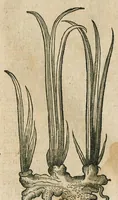 An illustration from Historia generalis plantarum : in libros XVIII per certas classes artificiose digesta, Haec plusquam mille imaginibus plantarum locupletior superioribus, omnes propemodum quae ab antiquis scriptoribus, Graecis, Latinis, Arabibus, nominantur: necnon eas quae in orientis atque Occidentis partibus, ante seculum nostrum incognitis, repertae fuerunt, tibi exhibet ; habes etiam earundem plantarum peculiaria diversis nationibus nomina: habes amplas descriptiones, è quibus singularum genus, formam, ubi crescant et quo tempore vigeant, natiorum temperamentum, vires denique in Medicina proprias cognosces. (1586)
