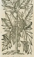 An illustration from Historia generalis plantarum : in libros XVIII per certas classes artificiose digesta, Haec plusquam mille imaginibus plantarum locupletior superioribus, omnes propemodum quae ab antiquis scriptoribus, Graecis, Latinis, Arabibus, nominantur: necnon eas quae in orientis atque Occidentis partibus, ante seculum nostrum incognitis, repertae fuerunt, tibi exhibet ; habes etiam earundem plantarum peculiaria diversis nationibus nomina: habes amplas descriptiones, è quibus singularum genus, formam, ubi crescant et quo tempore vigeant, natiorum temperamentum, vires denique in Medicina proprias cognosces. (1586)