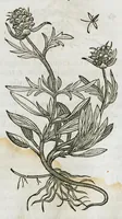 An illustration from Historia generalis plantarum : in libros XVIII per certas classes artificiose digesta, Haec plusquam mille imaginibus plantarum locupletior superioribus, omnes propemodum quae ab antiquis scriptoribus, Graecis, Latinis, Arabibus, nominantur: necnon eas quae in orientis atque Occidentis partibus, ante seculum nostrum incognitis, repertae fuerunt, tibi exhibet ; habes etiam earundem plantarum peculiaria diversis nationibus nomina: habes amplas descriptiones, è quibus singularum genus, formam, ubi crescant et quo tempore vigeant, natiorum temperamentum, vires denique in Medicina proprias cognosces. (1586)