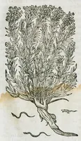 An illustration from Historia generalis plantarum : in libros XVIII per certas classes artificiose digesta, Haec plusquam mille imaginibus plantarum locupletior superioribus, omnes propemodum quae ab antiquis scriptoribus, Graecis, Latinis, Arabibus, nominantur: necnon eas quae in orientis atque Occidentis partibus, ante seculum nostrum incognitis, repertae fuerunt, tibi exhibet ; habes etiam earundem plantarum peculiaria diversis nationibus nomina: habes amplas descriptiones, è quibus singularum genus, formam, ubi crescant et quo tempore vigeant, natiorum temperamentum, vires denique in Medicina proprias cognosces. (1586)