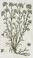An illustration from Historia generalis plantarum : in libros XVIII per certas classes artificiose digesta, Haec plusquam mille imaginibus plantarum locupletior superioribus, omnes propemodum quae ab antiquis scriptoribus, Graecis, Latinis, Arabibus, nominantur: necnon eas quae in orientis atque Occidentis partibus, ante seculum nostrum incognitis, repertae fuerunt, tibi exhibet ; habes etiam earundem plantarum peculiaria diversis nationibus nomina: habes amplas descriptiones, è quibus singularum genus, formam, ubi crescant et quo tempore vigeant, natiorum temperamentum, vires denique in Medicina proprias cognosces. (1586)