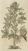 An illustration from Historia generalis plantarum : in libros XVIII per certas classes artificiose digesta, Haec plusquam mille imaginibus plantarum locupletior superioribus, omnes propemodum quae ab antiquis scriptoribus, Graecis, Latinis, Arabibus, nominantur: necnon eas quae in orientis atque Occidentis partibus, ante seculum nostrum incognitis, repertae fuerunt, tibi exhibet ; habes etiam earundem plantarum peculiaria diversis nationibus nomina: habes amplas descriptiones, è quibus singularum genus, formam, ubi crescant et quo tempore vigeant, natiorum temperamentum, vires denique in Medicina proprias cognosces. (1586)