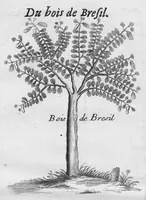 An illustration from Histoire générale des drogues, traitant des plantes, des animaux, & des mineraux ; ouvrage enrichy de plus de quatre cent figures en taille-douce tirées d'aprés nature ; avec un discours qui explique leurs differens noms, les pays d'où elles viennent, la maniere de connoître les veritables d'avec les falsifiées, & leurs proprietez, où l'on découvre l'erreur des anciens & des modernes... (1694)