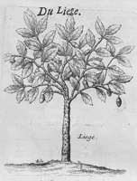 An illustration from Histoire générale des drogues, traitant des plantes, des animaux, & des mineraux ; ouvrage enrichy de plus de quatre cent figures en taille-douce tirées d'aprés nature ; avec un discours qui explique leurs differens noms, les pays d'où elles viennent, la maniere de connoître les veritables d'avec les falsifiées, & leurs proprietez, où l'on découvre l'erreur des anciens & des modernes... (1694)