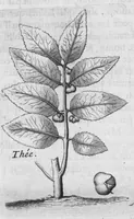 Picture 19 of 37 from Histoire générale des drogues, traitant des plantes, des animaux, & des mineraux ; ouvrage enrichy de plus de quatre cent figures en taille-douce tirées d'aprés nature ; avec un discours qui explique leurs differens noms, les pays d'où elles viennent, la maniere de connoître les veritables d'avec les falsifiées, & leurs proprietez, où l'on découvre l'erreur des anciens & des modernes... (1694), leaf 158