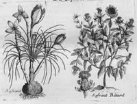 Picture 20 of 37 from Histoire générale des drogues, traitant des plantes, des animaux, & des mineraux ; ouvrage enrichy de plus de quatre cent figures en taille-douce tirées d'aprés nature ; avec un discours qui explique leurs differens noms, les pays d'où elles viennent, la maniere de connoître les veritables d'avec les falsifiées, & leurs proprietez, où l'on découvre l'erreur des anciens & des modernes... (1694), leaf 192
