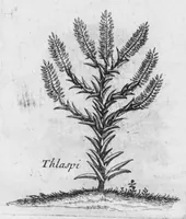 An illustration from Histoire générale des drogues, traitant des plantes, des animaux, & des mineraux ; ouvrage enrichy de plus de quatre cent figures en taille-douce tirées d'aprés nature ; avec un discours qui explique leurs differens noms, les pays d'où elles viennent, la maniere de connoître les veritables d'avec les falsifiées, & leurs proprietez, où l'on découvre l'erreur des anciens & des modernes... (1694)