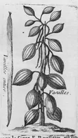 Picture 22 of 37 from Histoire générale des drogues, traitant des plantes, des animaux, & des mineraux ; ouvrage enrichy de plus de quatre cent figures en taille-douce tirées d'aprés nature ; avec un discours qui explique leurs differens noms, les pays d'où elles viennent, la maniere de connoître les veritables d'avec les falsifiées, & leurs proprietez, où l'on découvre l'erreur des anciens & des modernes... (1694), leaf 222