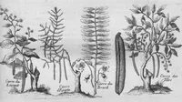 An illustration from Histoire générale des drogues, traitant des plantes, des animaux, & des mineraux ; ouvrage enrichy de plus de quatre cent figures en taille-douce tirées d'aprés nature ; avec un discours qui explique leurs differens noms, les pays d'où elles viennent, la maniere de connoître les veritables d'avec les falsifiées, & leurs proprietez, où l'on découvre l'erreur des anciens & des modernes... (1694)