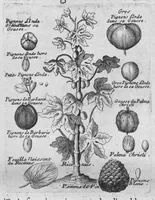 An illustration from Histoire générale des drogues, traitant des plantes, des animaux, & des mineraux ; ouvrage enrichy de plus de quatre cent figures en taille-douce tirées d'aprés nature ; avec un discours qui explique leurs differens noms, les pays d'où elles viennent, la maniere de connoître les veritables d'avec les falsifiées, & leurs proprietez, où l'on découvre l'erreur des anciens & des modernes... (1694)