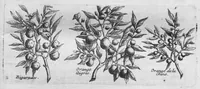 An illustration from Histoire générale des drogues, traitant des plantes, des animaux, & des mineraux ; ouvrage enrichy de plus de quatre cent figures en taille-douce tirées d'aprés nature ; avec un discours qui explique leurs differens noms, les pays d'où elles viennent, la maniere de connoître les veritables d'avec les falsifiées, & leurs proprietez, où l'on découvre l'erreur des anciens & des modernes... (1694)