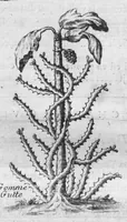 An illustration from Histoire générale des drogues, traitant des plantes, des animaux, & des mineraux ; ouvrage enrichy de plus de quatre cent figures en taille-douce tirées d'aprés nature ; avec un discours qui explique leurs differens noms, les pays d'où elles viennent, la maniere de connoître les veritables d'avec les falsifiées, & leurs proprietez, où l'on découvre l'erreur des anciens & des modernes... (1694)