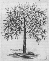 An illustration from Histoire générale des drogues, traitant des plantes, des animaux, & des mineraux ; ouvrage enrichy de plus de quatre cent figures en taille-douce tirées d'aprés nature ; avec un discours qui explique leurs differens noms, les pays d'où elles viennent, la maniere de connoître les veritables d'avec les falsifiées, & leurs proprietez, où l'on découvre l'erreur des anciens & des modernes... (1694)