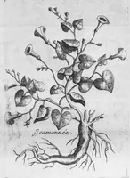 An illustration from Histoire générale des drogues, traitant des plantes, des animaux, & des mineraux ; ouvrage enrichy de plus de quatre cent figures en taille-douce tirées d'aprés nature ; avec un discours qui explique leurs differens noms, les pays d'où elles viennent, la maniere de connoître les veritables d'avec les falsifiées, & leurs proprietez, où l'on découvre l'erreur des anciens & des modernes... (1694)