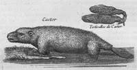 An illustration from Histoire générale des drogues, traitant des plantes, des animaux, & des mineraux ; ouvrage enrichy de plus de quatre cent figures en taille-douce tirées d'aprés nature ; avec un discours qui explique leurs differens noms, les pays d'où elles viennent, la maniere de connoître les veritables d'avec les falsifiées, & leurs proprietez, où l'on découvre l'erreur des anciens & des modernes... (1694)