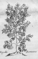 An illustration from Histoire générale des drogues, traitant des plantes, des animaux, & des mineraux ; ouvrage enrichy de plus de quatre cent figures en taille-douce tirées d'aprés nature ; avec un discours qui explique leurs differens noms, les pays d'où elles viennent, la maniere de connoître les veritables d'avec les falsifiées, & leurs proprietez, où l'on découvre l'erreur des anciens & des modernes... (1694)