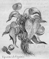 Picture 8 of 37 from Histoire générale des drogues, traitant des plantes, des animaux, & des mineraux ; ouvrage enrichy de plus de quatre cent figures en taille-douce tirées d'aprés nature ; avec un discours qui explique leurs differens noms, les pays d'où elles viennent, la maniere de connoître les veritables d'avec les falsifiées, & leurs proprietez, où l'on découvre l'erreur des anciens & des modernes... (1694), leaf 64