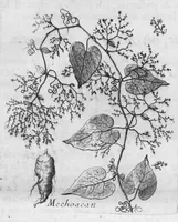 Picture 9 of 37 from Histoire générale des drogues, traitant des plantes, des animaux, & des mineraux ; ouvrage enrichy de plus de quatre cent figures en taille-douce tirées d'aprés nature ; avec un discours qui explique leurs differens noms, les pays d'où elles viennent, la maniere de connoître les veritables d'avec les falsifiées, & leurs proprietez, où l'on découvre l'erreur des anciens & des modernes... (1694), leaf 70