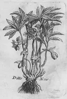 An illustration from Histoire générale des drogues, traitant des plantes, des animaux, & des mineraux ; ouvrage enrichy de plus de quatre cent figures en taille-douce tirées d'aprés nature ; avec un discours qui explique leurs differens noms, les pays d'où elles viennent, la maniere de connoître les veritables d'avec les falsifiées, & leurs proprietez, où l'on découvre l'erreur des anciens & des modernes... (1694)