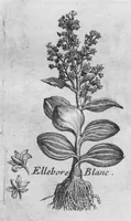 Picture 11 of 37 from Histoire générale des drogues, traitant des plantes, des animaux, & des mineraux ; ouvrage enrichy de plus de quatre cent figures en taille-douce tirées d'aprés nature ; avec un discours qui explique leurs differens noms, les pays d'où elles viennent, la maniere de connoître les veritables d'avec les falsifiées, & leurs proprietez, où l'on découvre l'erreur des anciens & des modernes... (1694), leaf 84