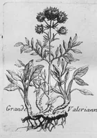 An illustration from Histoire générale des drogues, traitant des plantes, des animaux, & des mineraux ; ouvrage enrichy de plus de quatre cent figures en taille-douce tirées d'aprés nature ; avec un discours qui explique leurs differens noms, les pays d'où elles viennent, la maniere de connoître les veritables d'avec les falsifiées, & leurs proprietez, où l'on découvre l'erreur des anciens & des modernes... (1694)