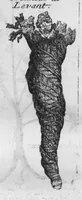 Picture 15 of 37 from Histoire générale des drogues, traitant des plantes, des animaux, & des mineraux ; ouvrage enrichy de plus de quatre cent figures en taille-douce tirées d'aprés nature ; avec un discours qui explique leurs differens noms, les pays d'où elles viennent, la maniere de connoître les veritables d'avec les falsifiées, & leurs proprietez, où l'on découvre l'erreur des anciens & des modernes... (1694), leaf 99