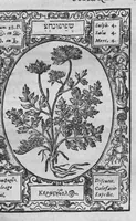 An illustration from Historia, sive descriptio plantarum omnium, tam domesticarum quam exoticarum ... (1578)
