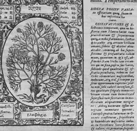 An illustration from Historia, sive descriptio plantarum omnium, tam domesticarum quam exoticarum ... (1578)