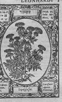 An illustration from Historia, sive descriptio plantarum omnium, tam domesticarum quam exoticarum ... (1578)