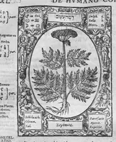 Picture 26 of 28 from Historia, sive descriptio plantarum omnium, tam domesticarum quam exoticarum ... (1578), leaf 151